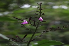 Diotacanthus grandis